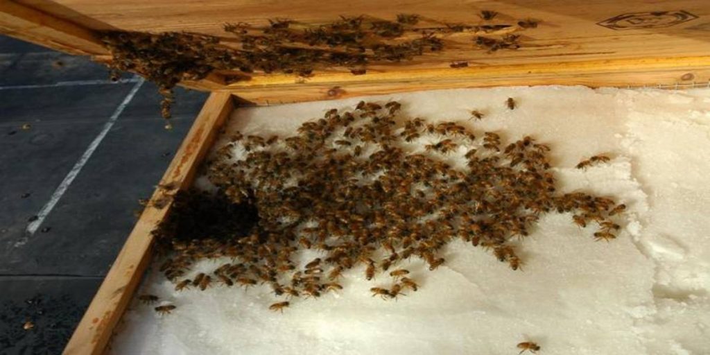 Pogaca za pcele recept