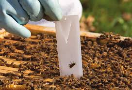 Amitraz u pcelarstvu