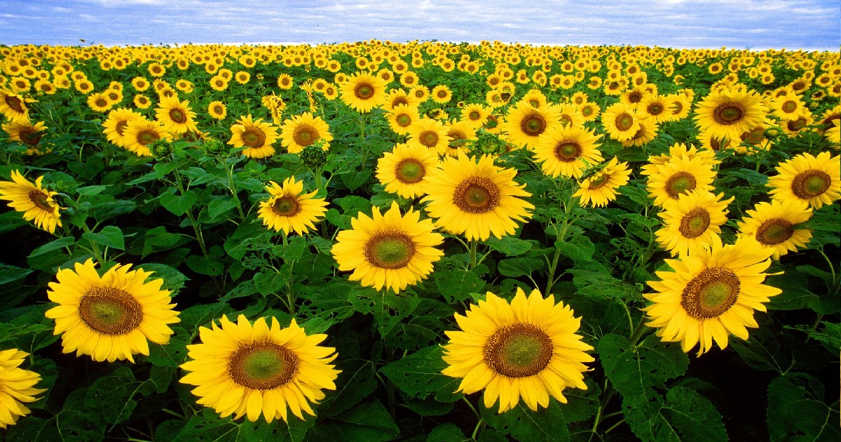 Suncokret
