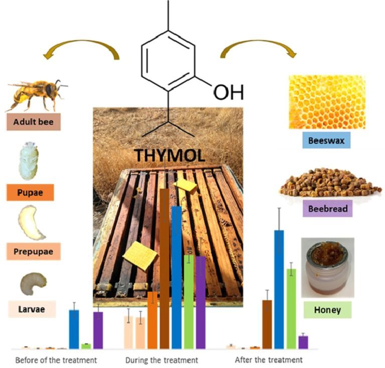Tretiranje varoe timolom
