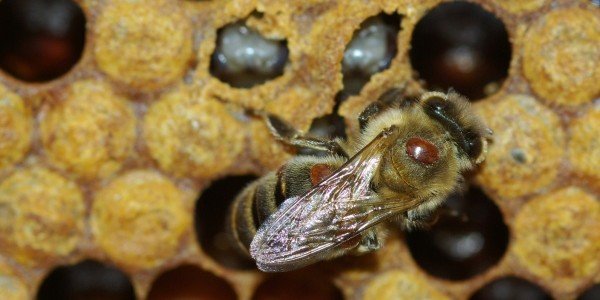 varoa parazit pcela