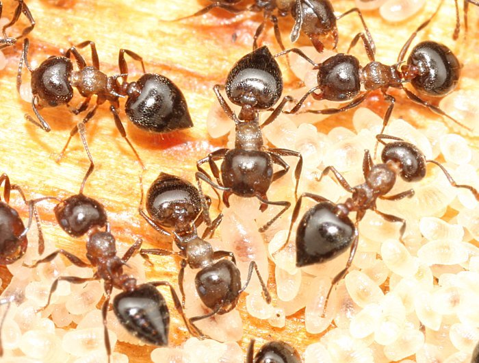 mravi u secernom sirupu