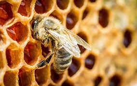 Kako pcele prave med