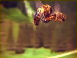 Sparivanje matice sa trutom