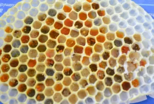 Pcelinja perga - polen u sacu