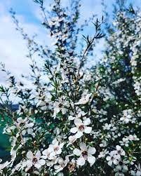 manuka cvet