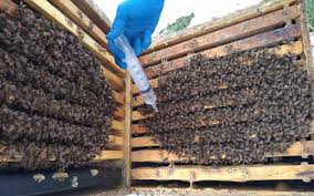 nakapavanje mlecnom kiselinom