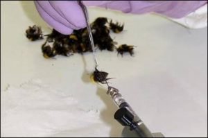 uticaj neonikotoida na pcelu