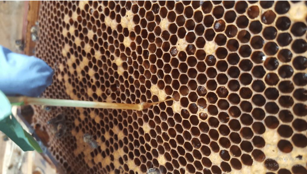 Americka trulez - provera cackalicom