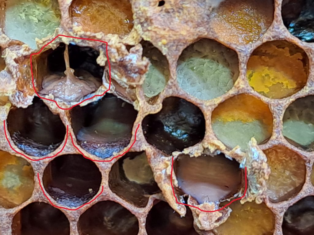 Americka trulez u leglu kod pcela