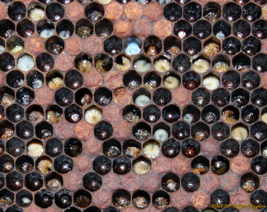 Evropska trulez u leglu pcela