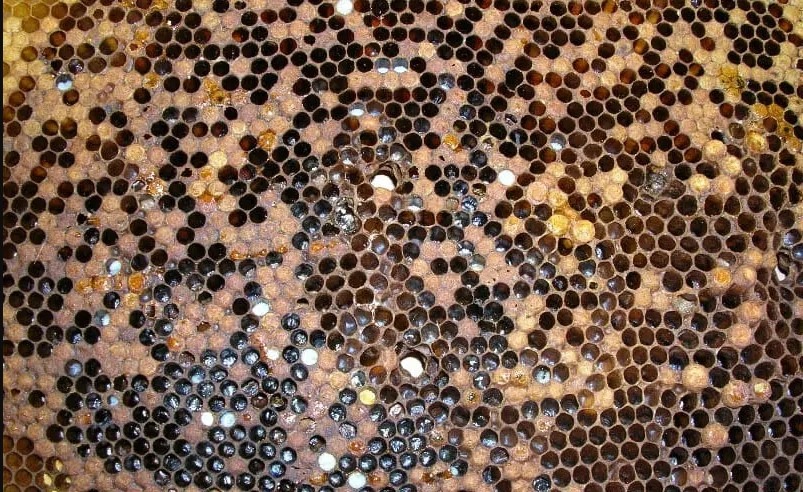 Evropska trulez u leglu