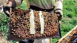 Glicerinske trake sa oksalnom kiselinom na ramu