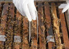 Glicerinsko oksalne trake protiv varoe