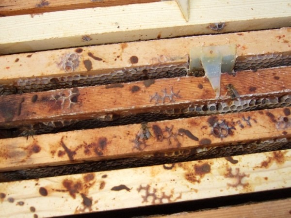 Nozema - bolest pcela