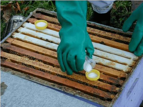 Timol u kristalu protiv varoe