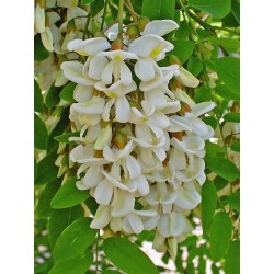 Cvet bagrema (Robinia pseudoacacia) – bagremova paša