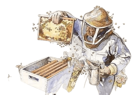 pčelar koji pregleda košnicu