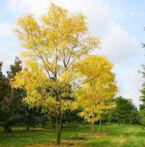 Medonosni bagrem (Gleditsia triacanthos) – stablo (nije isto što i bagrem)