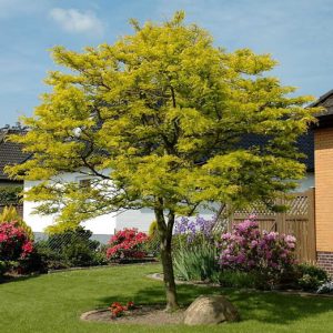 Medonosni bagrem (Gleditsia triacanthos) – biljka (naziv ume da zbuni, ali nije Robinia)
