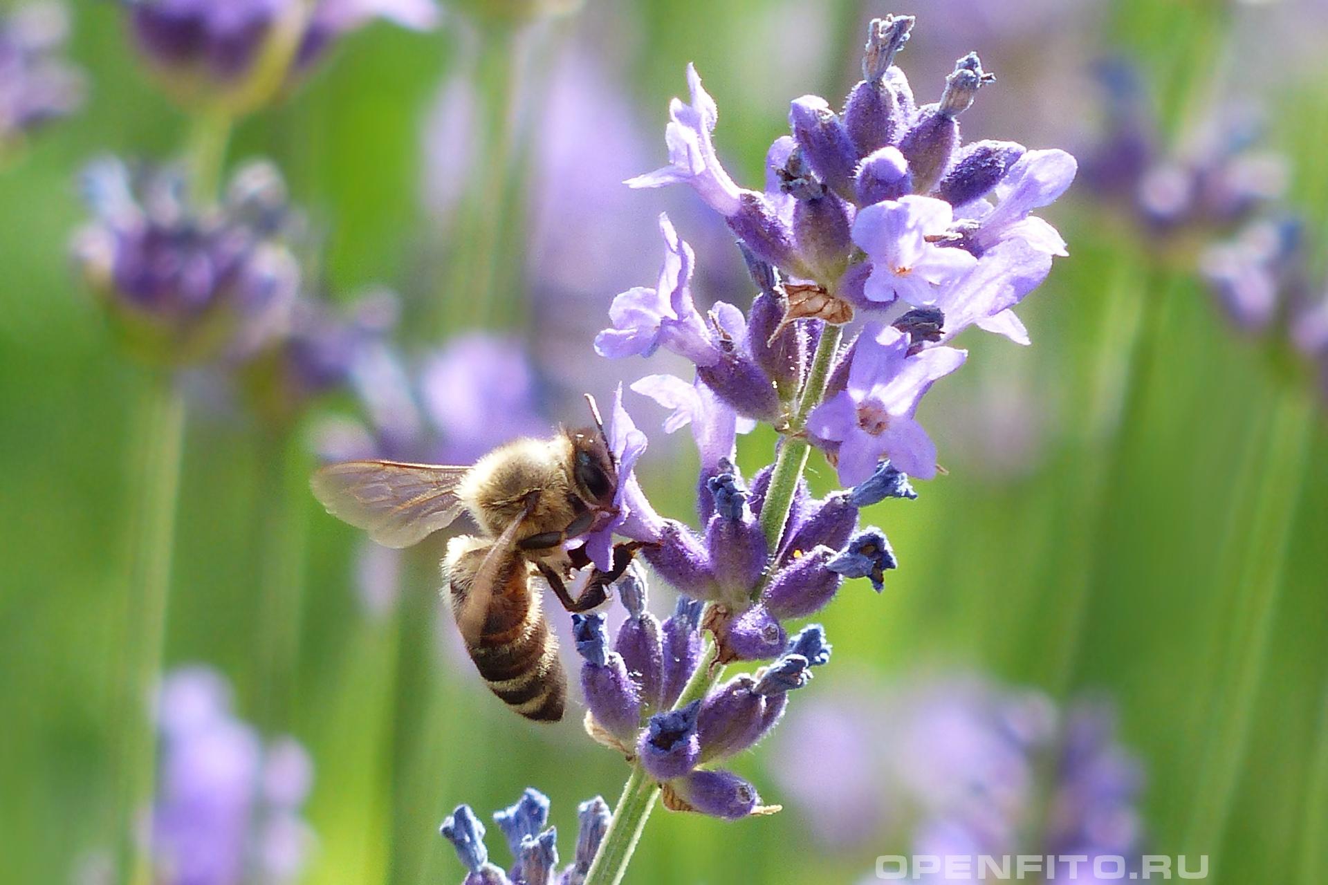 lavanda kao medonosna biljka za pcele
