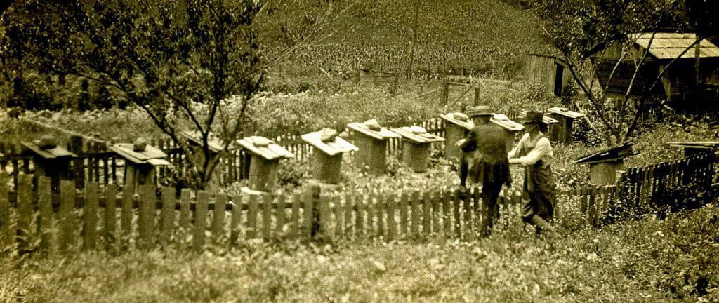 Istorija pcelarstva 1920 godina