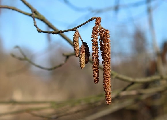 lesnik - leska medonosna biljka cvet