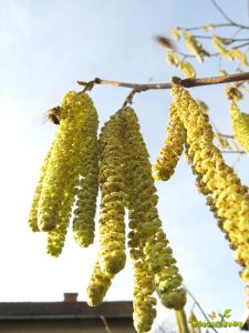 polen lesnika - cvetanje lesnika