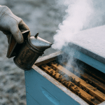 Ruka pčelara dimi košnicu amitrazom kroz leto u kasnoj jeseni