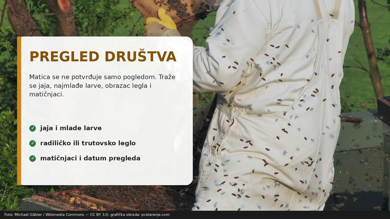Pčelar pregleda ram sa leglom i proverava da li pčelinje društvo ima maticu