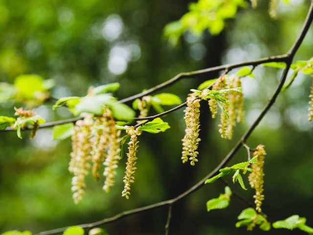 polen lešnika – lesnik medonosna biljka polen lešnika - lesnik medonosna biljka
